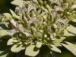 Clustered mountainmint